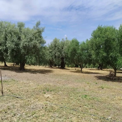 Olive Grove Land 10,000 m² with 119 Healthy Trees in Aetolia-Acarnania