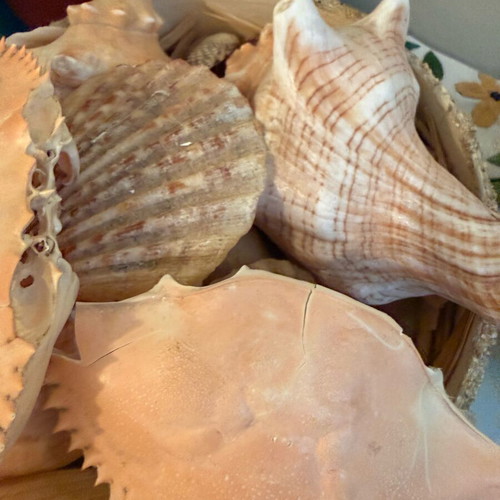 Shells like new