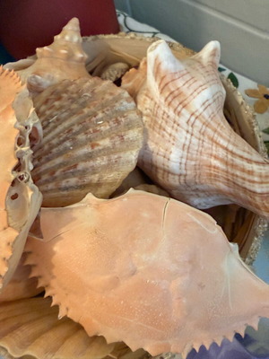 Shells like new