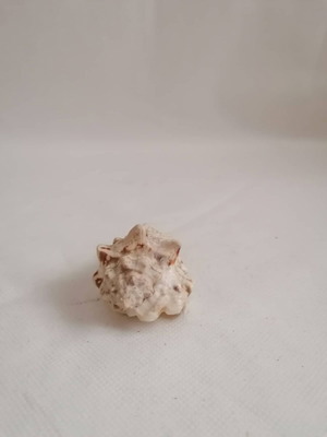 Natural Conch Shell Dragon Head Snail 8cm used