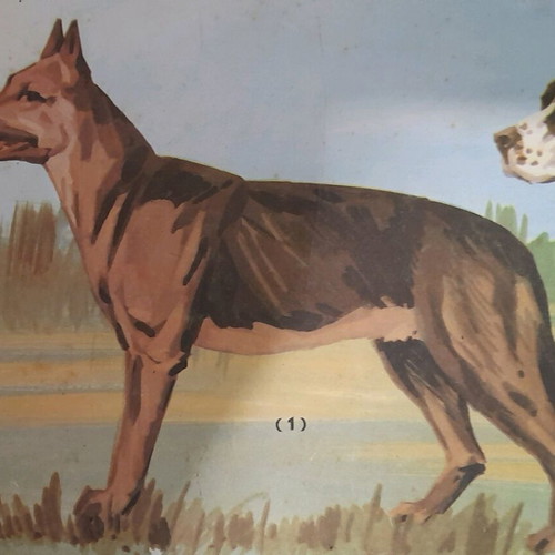 Animal posters used, set of 3, elementary zoology 1960-1975