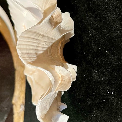 Natural large shell used