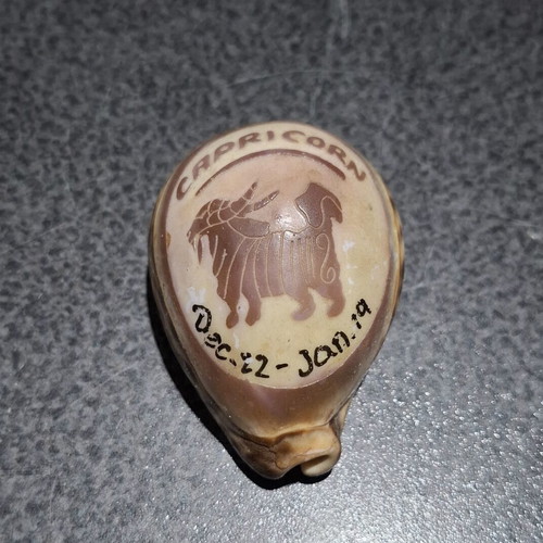 Vintage Cypraea Tigris shell with Capricorn zodiac engraving, used