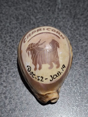 Vintage κοχύλι Cypraea Tigris με χάραξη ζωδίου Αιγόκερως, μεταχειρισμένο