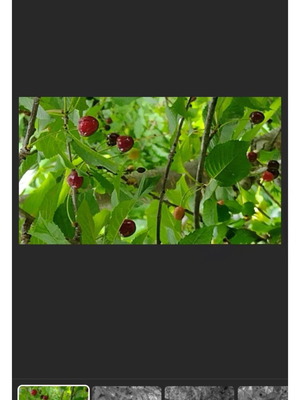 Dark sweet cherry seeds, pack of 3