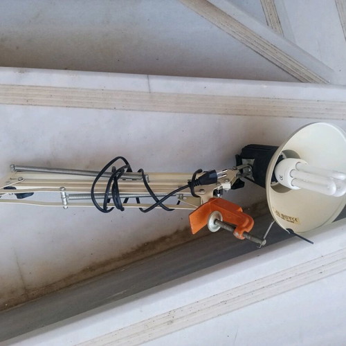 Office lamp with articulated spring and spiral clock
