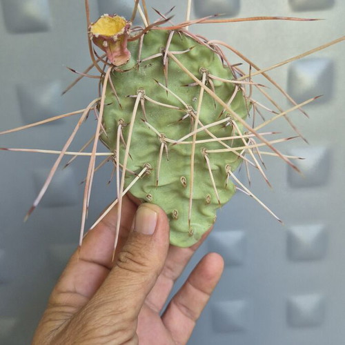 Opuntia Sulphurea cactus with unique spines