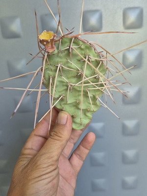 Opuntia Sulphurea cactus with unique spines