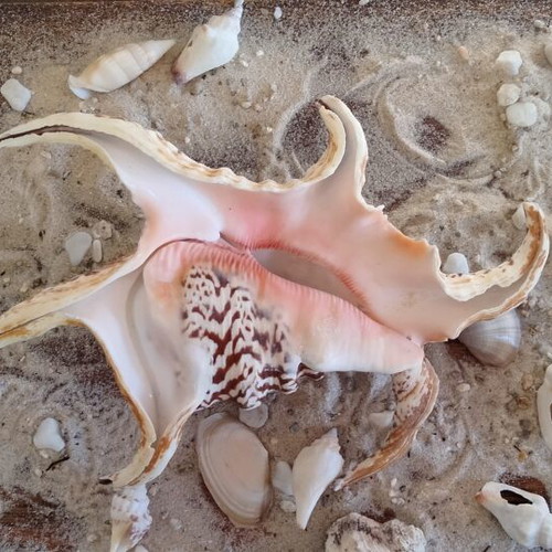 Harpago Chiragra Seashell New, Collectible Spider Conch Lambis Chiragra
