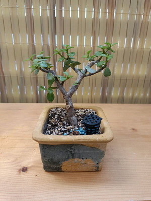 Portulacaria Afra Μπονσάι 15 εκ νέο