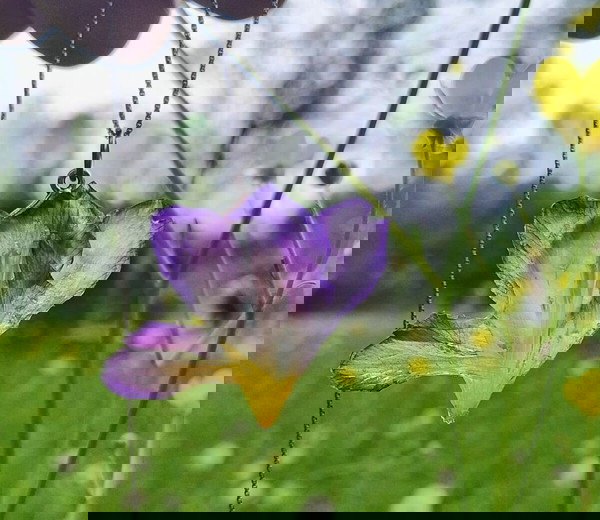 floral talisman