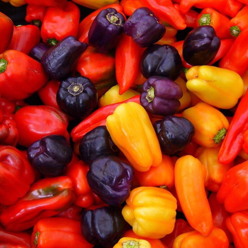 Capsicum Annuum Mix Bolivia Pepper Seeds, 20 pcs, ornamental and edible