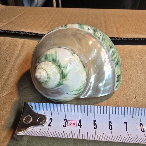 Turbo Marmoratus (Green Turban) polished seashell, 7.5cm