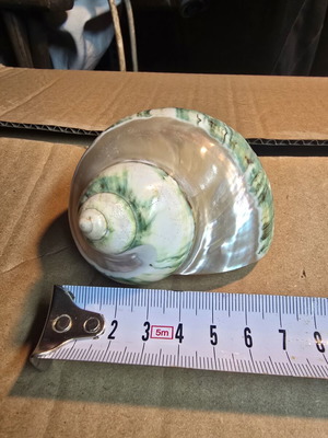 Turbo Marmoratus (Green Turban) polished seashell, 7.5cm