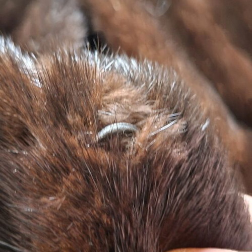 Mink Fur Used Classic Dark Brown 88 cm