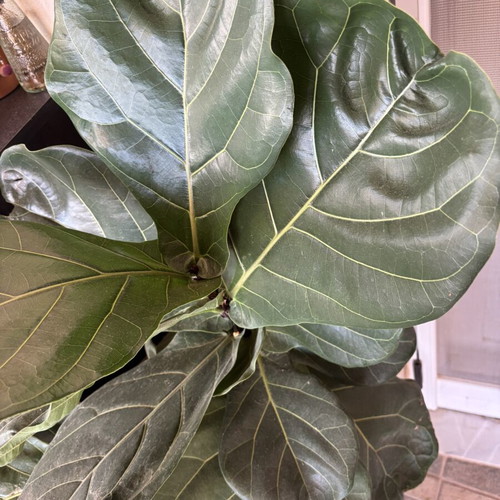 Fiddle Leaf Fig mature plant like new