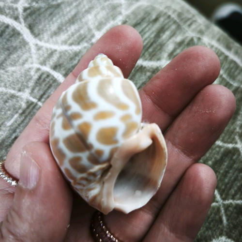 6 shells and 1 starfish all together