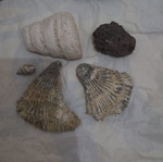 Fossil set from Tunisia like new