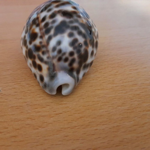 Cypria Tiger Shell 9cm like new, rare find