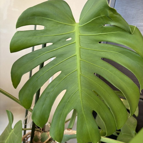 Large Monstera Deliciosa with pot like new