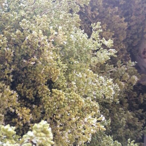 ORGANIC OREGANO 60gr GREEK fresh
