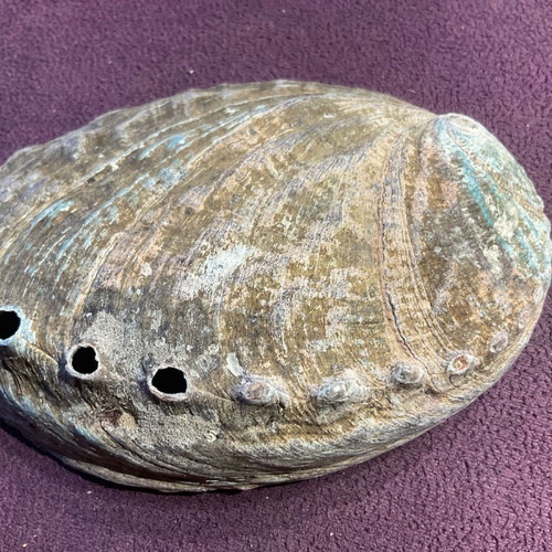Large abalone shell with snail new