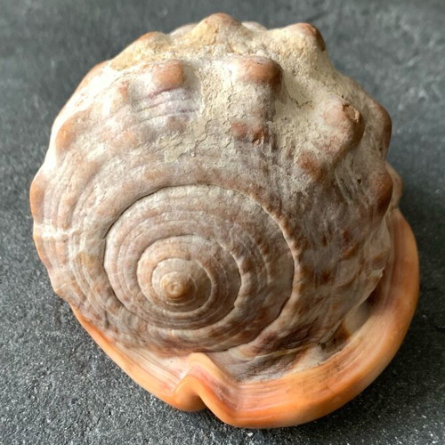 Shell used, as shown