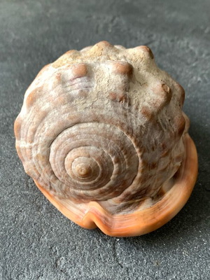 Shell used, as shown