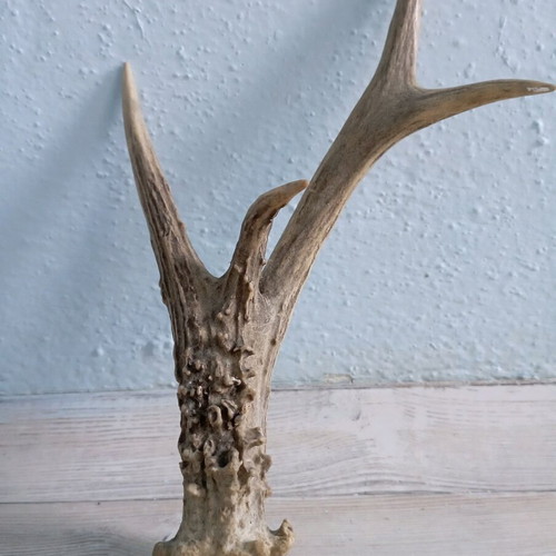 Deer antler in excellent condition