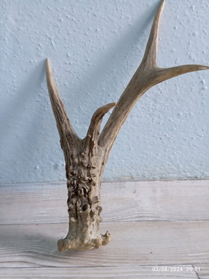 Deer antler in excellent condition