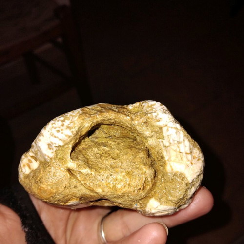 Sea Urchin Fossil used from Crete