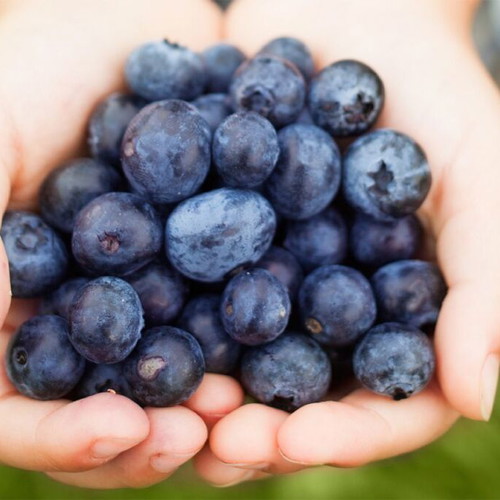 Blueberry seeds pack of 30, high quality