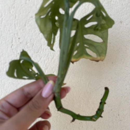 Monstera Monkey Mask plant cutting with roots