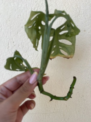Monstera Monkey Mask plant cutting with roots