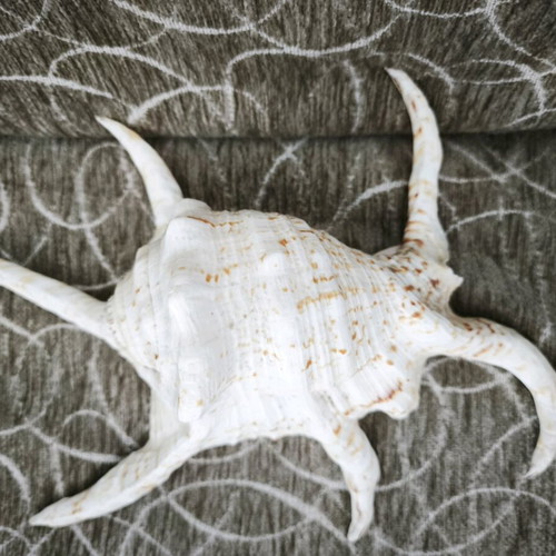 Large Lambis spider shell like new, 24 centimeters
