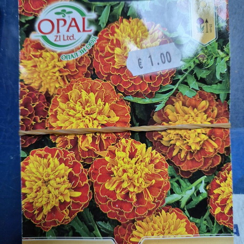 Petunia new seeds with great variety