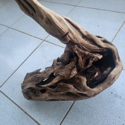 Large Amazon aquarium root used