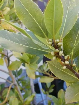 Laurel Leaves Whole Greece new