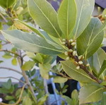 Laurel Leaves Whole Greece new