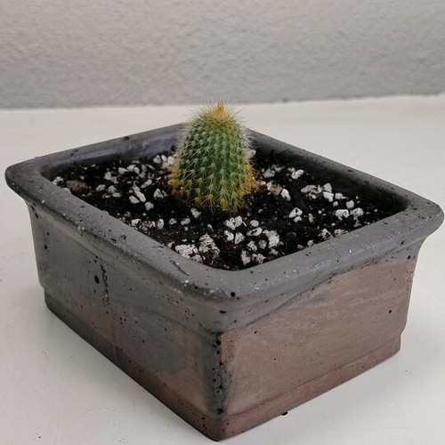 Parodia Leninghausii cactus new in handmade pot