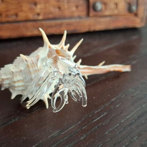 Decorative collection of real shells with crystal new