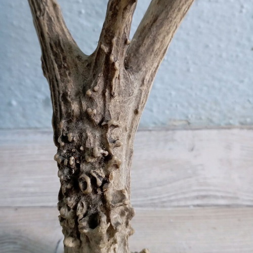 Deer antler in excellent condition