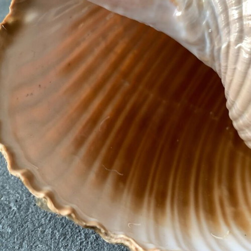 Large shell used