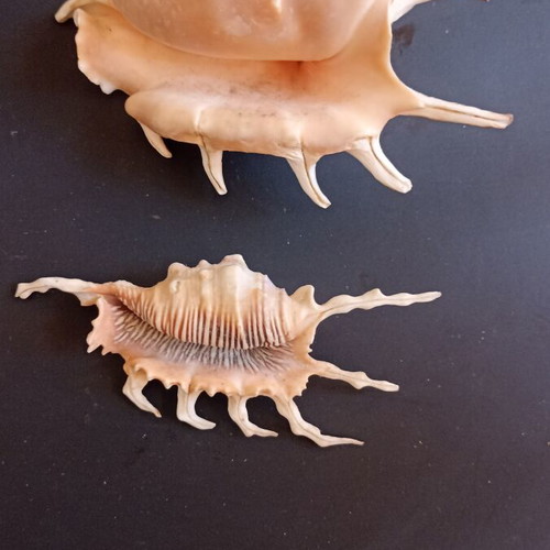 Collectible Natural Spider Conch Seashells Lambis & Harpago set of 2 like new