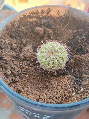 Echinopsis μικρός σφαιρικός κάκτος σε διακοσμητική γλάστρα καινούργιος