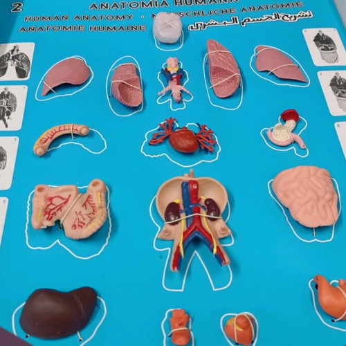 Human anatomy educational toy vintage new by Serima