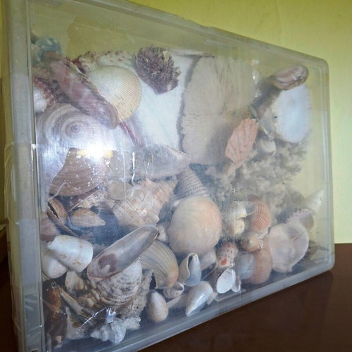 Large collection pack of natural seashells with box