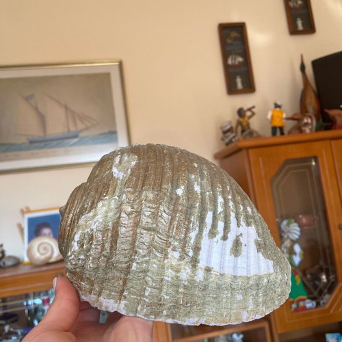 Large seashell used, natural from the sea