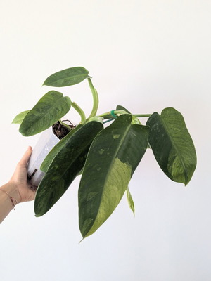 Philodendron Jose Buono new