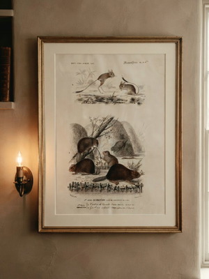 Decorative Natural History Engraving Castor & Gerboise vintage, like new